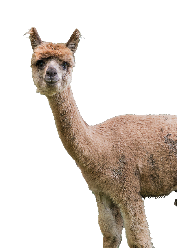 Auf dem Bild sind mehrere Alpakas in einer nat rlichen, gr nen Umgebung zu sehen. Im Vordergrund steht ein braunes Alpaka mit hellem Gesicht und dunklen Augen. Es blickt direkt in die Kamera. Im Hintergrund sind weitere Alpakas mit unterschiedlich gef rbtem Fell – haupts chlich wei und braun – zwischen Str uchern und B umen verteilt. Einige von ihnen schauen ebenfalls in Richtung Kamera. Die Umgebung wirkt wie ein Wald oder eine Weide mit viel Gr n und bl henden Pflanzen. Die Stimmung ist ruhig und friedlich.