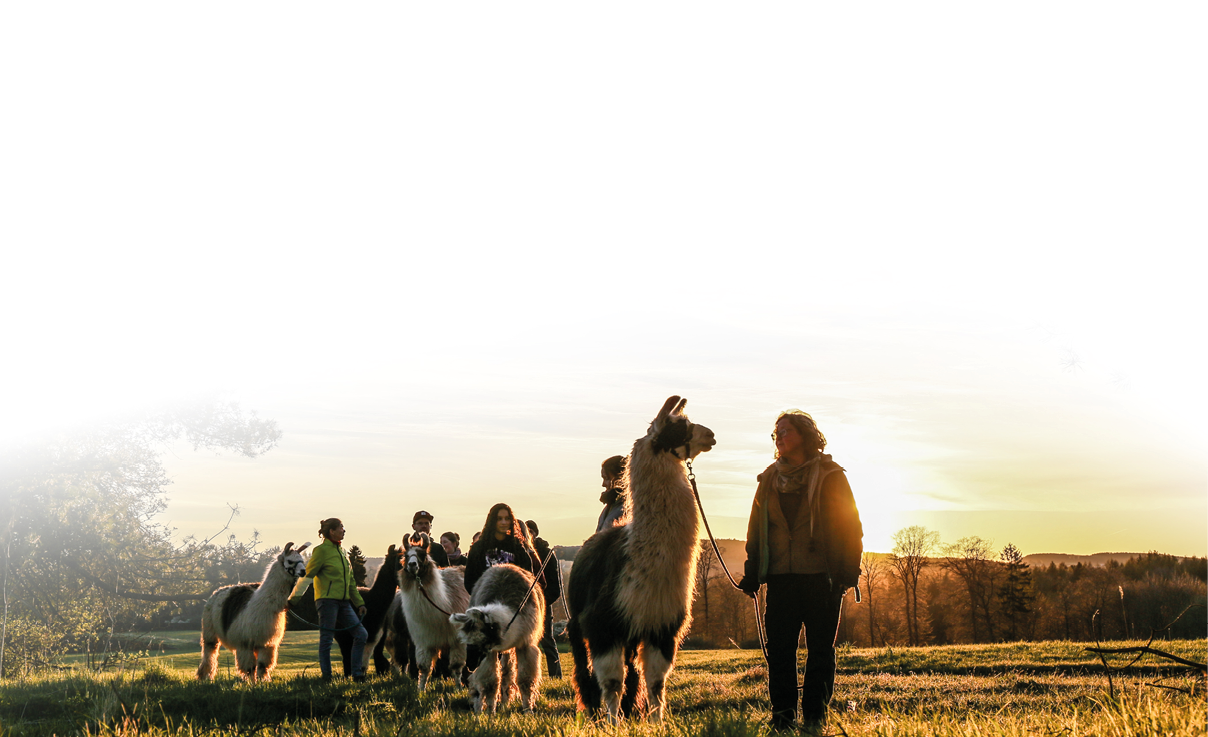 Das Foto zeigt eine Gruppe von Menschen, die mit Lamas und Alpakas ber eine Wiese spazieren. Im Vordergrund ist eine Frau mit hellem Mantel zu sehen, die ein gro es Lama am Halfter f hrt. Weitere Tiere und Personen folgen im Hintergrund. Die Szene spielt bei Sonnenuntergang: Die Sonne steht tief am Horizont und taucht die Landschaft in goldenes Licht. B ume rahmen das Bild oben und seitlich ein, was eine idyllische, friedliche Atmosph re erzeugt.