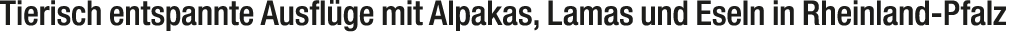 Tierisch entspannte Ausfl ge mit Alpakas, Lamas und Eseln in Rheinland Pfalz