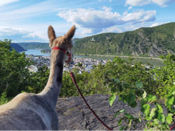 Das Foto zeigt ein Alpaka, das mit einem roten Halfter und F hrstrick auf einem Felsen steht. Es ist von hinten zu sehen und blickt in die Ferne. Vor ihm liegt ein Panorama mit einem Fluss, einer Stadt am Ufer und bewaldeten H geln im Hintergrund. Am Himmel sind helle Wolken zu sehen, die das Bild freundlich wirken lassen.