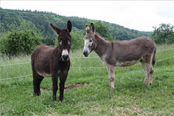 Das Foto zeigt zwei Esel, die auf einer gr nen Wiese stehen. Links steht ein dunkelbrauner Esel mit hellerer Schnauze und gro en, aufgestellten Ohren. Rechts daneben ist ein grauer Esel mit wei em Bauch und wei er Schnauze. Beide Tiere blicken zur Kamera. Im Hintergrund sind gr ne B sche, B ume und ein bewaldeter H gel zu sehen. Ein einfacher Drahtzaun begrenzt die Wiese.