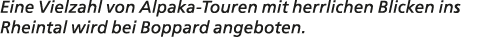 Eine Vielzahl von Alpaka Touren mit herrlichen Blicken ins Rheintal wird bei Boppard angeboten. 