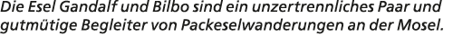 Die Esel Gandalf und Bilbo sind ein unzertrennliches Paar und gutm tige Begleiter von Packeselwanderungen an der Mosel.