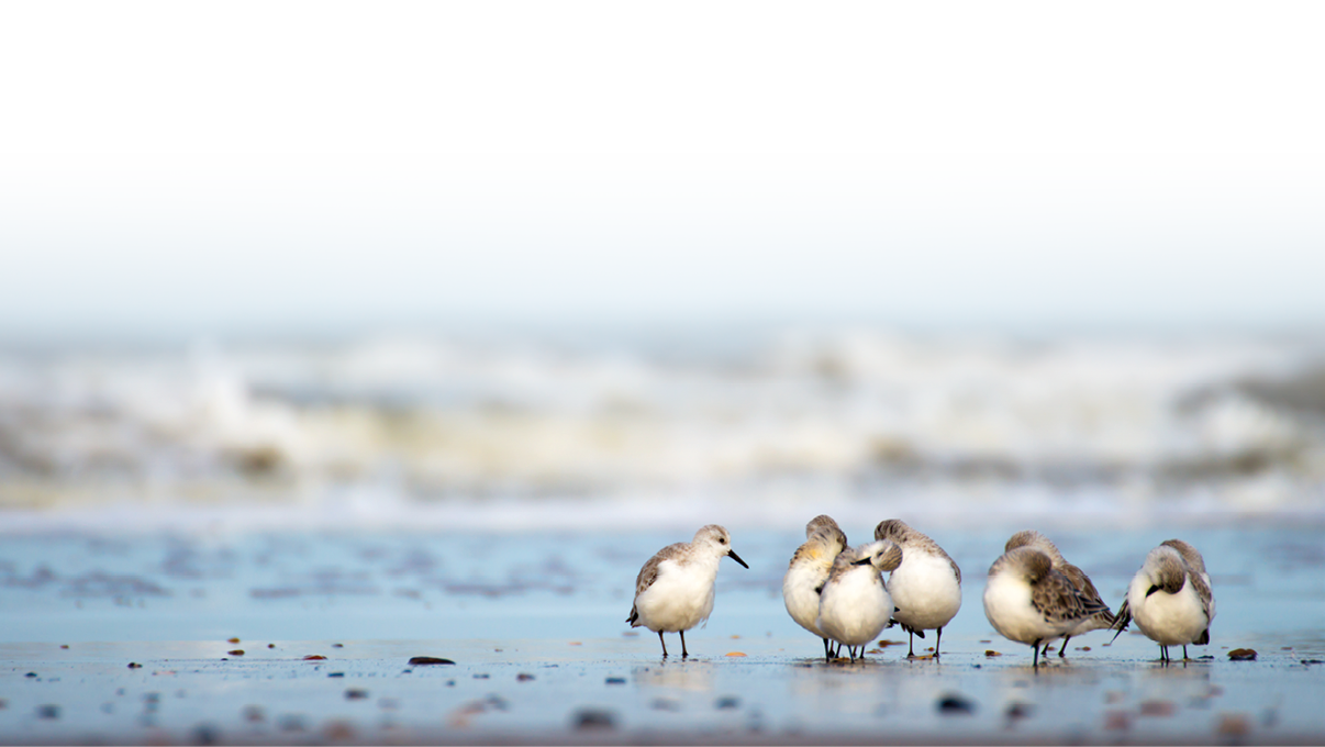 M wen sitzen im Wattenmeer und putzen sich.