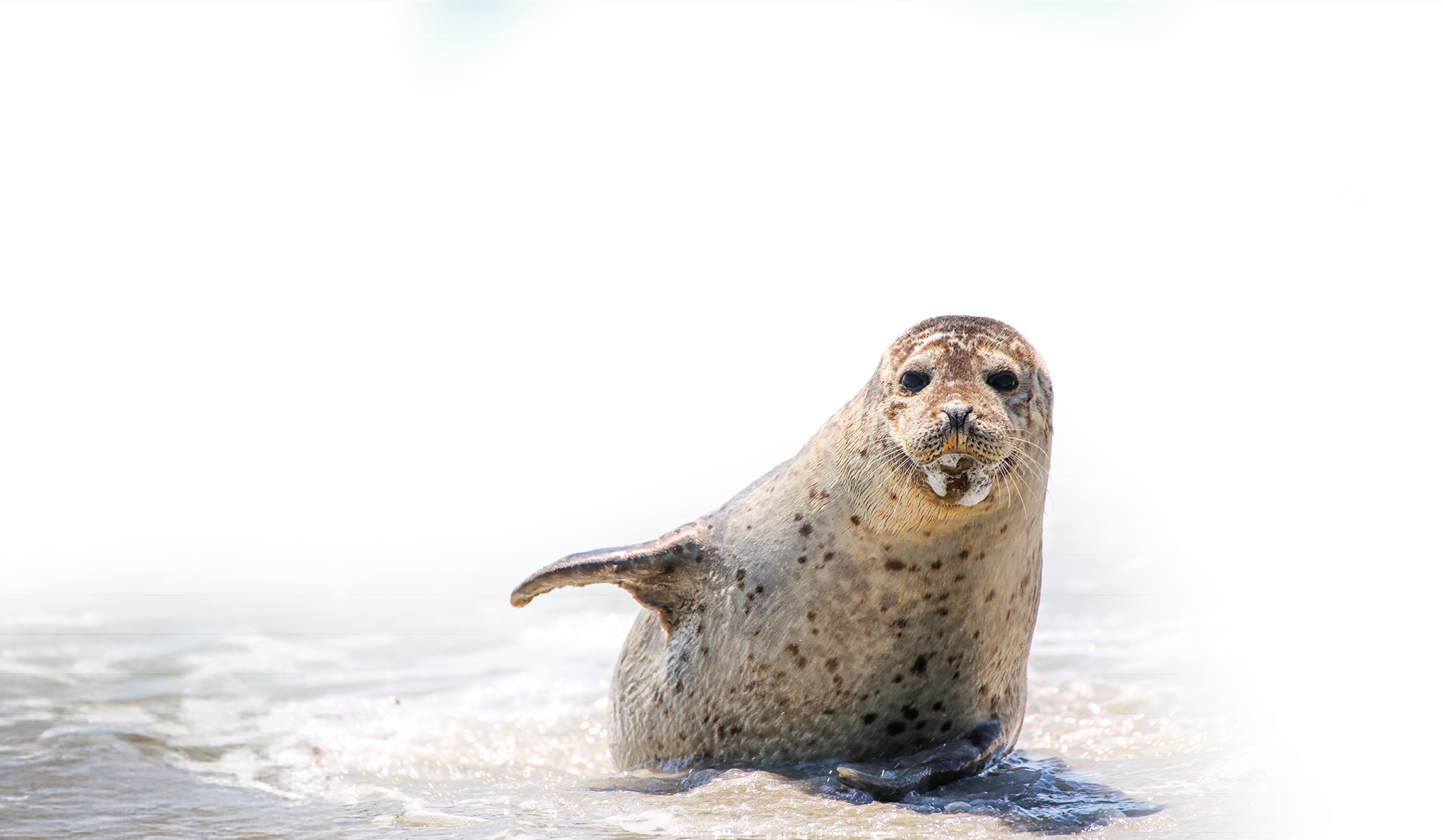 Eine Robbe liegt im Flachwasser und schaut in die Kamera.