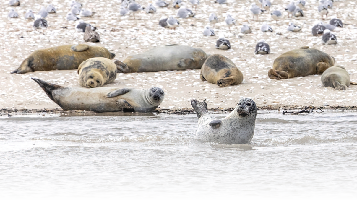 Eine Gruppe Kegelrobben liegen im Watt. Im Hintergrund br tet eine Vielzahl an M wen.