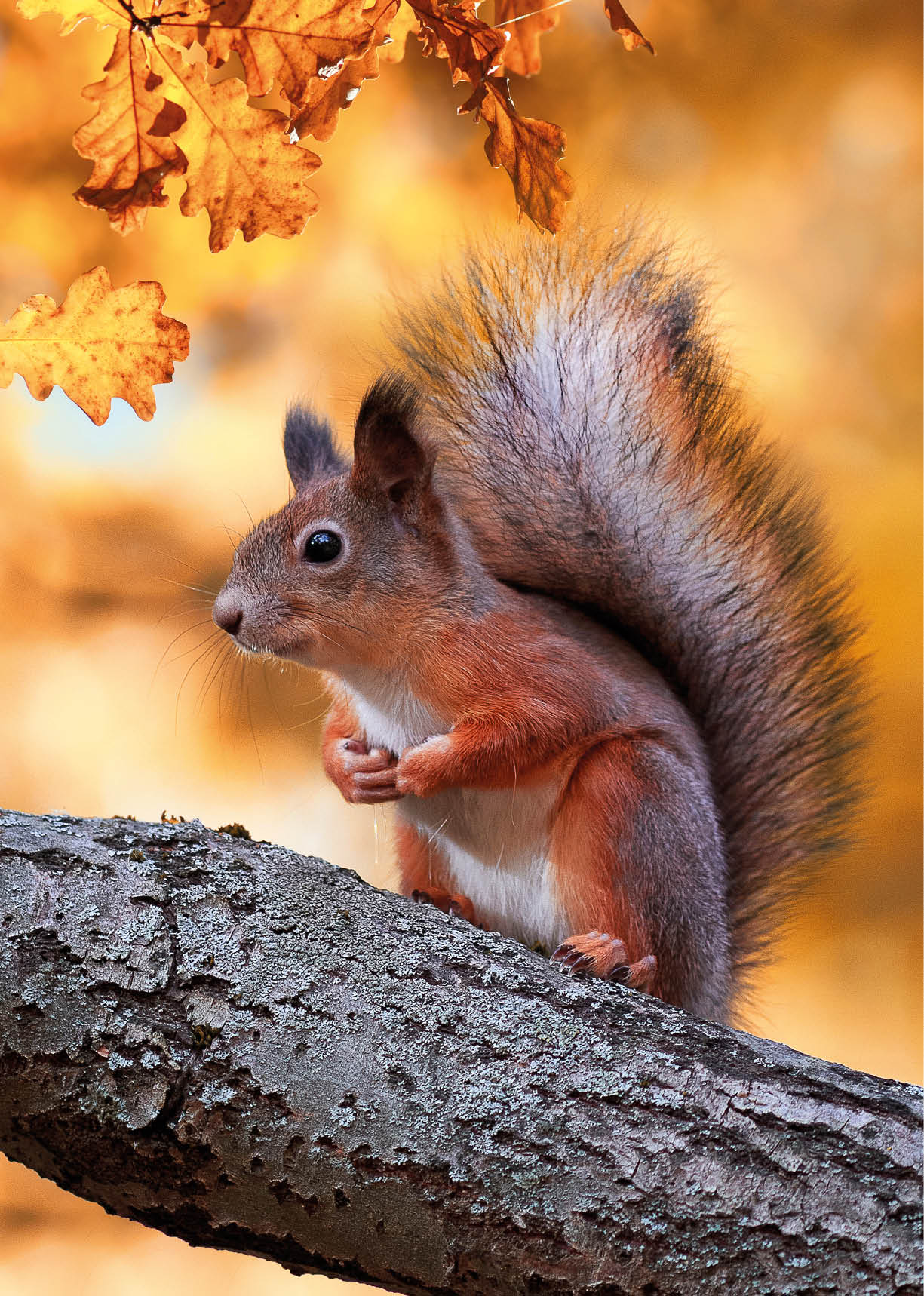 Das Bild zeigt ein rotes Eichh rnchen, das aufmerksam auf einem Ast sitzt. Mit seinen kleinen Pfoten h lt es sich fest, w hrend der buschige Schwanz elegant nach oben gebogen ist. Im Hintergrund leuchten warme Herbstfarben in Gold- und Oranget nen, die die Szene besonders stimmungsvoll wirken lassen.
