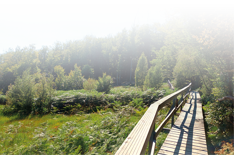 Das Foto zeigt einen idyllischen Holzsteg, der sich durch eine gr ne Moorlandschaft schl ngelt. Umgeben ist der Weg von dichtem Farn, Gr sern und B schen – im Hintergrund erhebt sich ein ruhiger, dichter Laub- und Mischwald, durch den die Sonne sanft scheint.