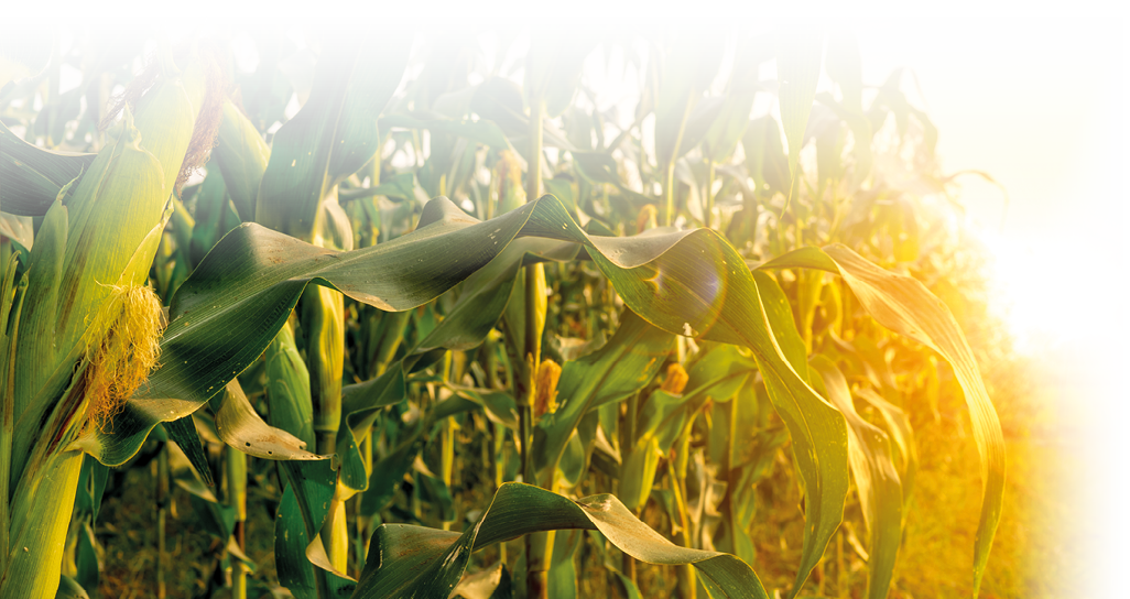 Das Bild zeigt ein Maisfeld in warmem Abendlicht. Zwischen den hohen, gr nen Pflanzen mit ihren breiten Bl ttern sind reife Maiskolben mit goldbraunen F den zu erkennen. Die Sonne steht tief am Horizont und taucht die Szene in ein goldenes Licht, das die Bl tter durchleuchtet und f r eine sommerlich ruhige Stimmung sorgt.