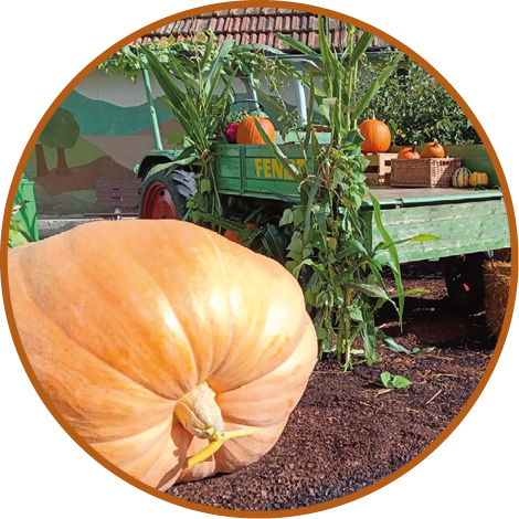 Das Bild zeigt eine herbstliche K rbisdekoration im Freien. Im Vordergrund liegt ein riesiger, hellorangener K rbis auf einem mit Erde bedeckten Platz. Dahinter steht ein gr ner Traktor mit Anh nger, beladen mit K rbissen und Ziermais. Umrahmt wird das Arrangement von Maispflanzen und gr nen Str uchern. Im Hintergrund sind H user mit roten Ziegeld chern zu sehen. Die Aufnahme vermittelt eine gem tliche, l ndliche Herbststimmung – typisch f r ein Ernte- oder K rbisfest. 