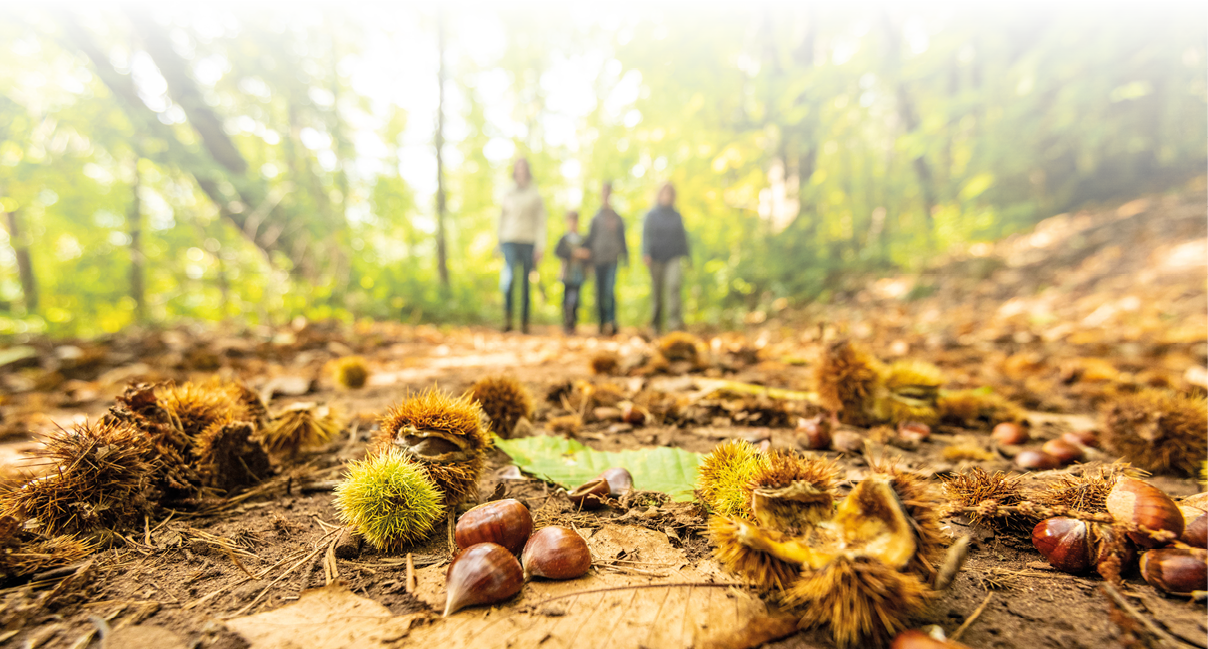 Das Bild zeigt einen herbstlichen Waldweg in der Pfalz, der von weichem Sonnenlicht durchflutet wird. Der Fokus liegt stark im Vordergrund, wo zahlreiche Esskastanien (Maronen) und ihre stacheligen Fruchth llen auf dem Waldboden liegen. Die stacheligen Schalen variieren in Farbe von frischem Gr n bis hin zu trockenem Braun, was auf unterschiedliche Reifegrade hinweist. Dazwischen liegen trockene Bl tter und braune Erde, die den nat rlichen Waldboden unterstreichen.   Im Hintergrund, leicht verschwommen (geringe Tiefensch rfe), sind drei Personen zu erkennen, die auf dem Weg spazieren. Sie tragen herbstliche Kleidung – Jacken und lange Hosen – und scheinen gem tlich durch den Wald zu wandern. Das Licht f llt warm und golden durch die Baumkronen, wodurch die Szene eine friedliche, naturverbundene Stimmung vermittelt.