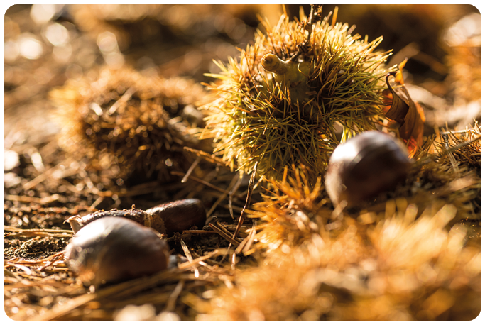 Nahaufnahme von stacheligen Kastanienh llen und glatten Kastanien auf einem Boden aus trockenen Bl ttern und Zweigen. Die H llen sind gelblich-gr n und braun, die Kastanien gl nzend dunkelbraun.