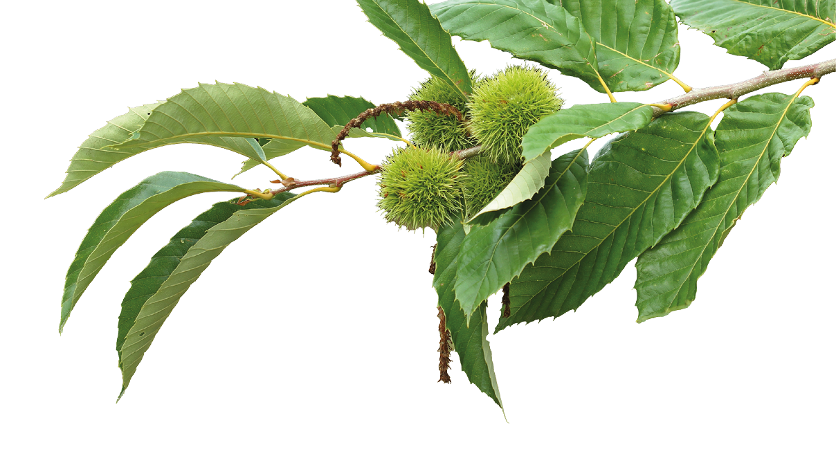 Zweig mit gr nen, gezackten Bl ttern und unreifen Esskastanien, die noch in ihrer gr nen, stacheligen, kugelf rmigen Schale sind.