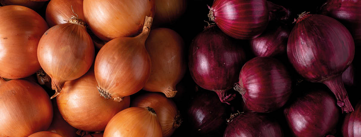 Das Bild zeigt eine ansprechende Nahaufnahme zweier Zwiebelsorten, die nebeneinander arrangiert sind und einen deutlichen Farbkontrast bilden. Auf der linken Seite befinden sich gelbe Zwiebeln mit einer glatten, bronzefarbenen bis goldbraunen Schale. Sie wirken frisch, rundlich bis leicht oval und spiegeln durch das Licht ihren nat rlichen Glanz wider. Rechts im Bild sind rote Zwiebeln zu sehen, die sich durch ihre tiefrot bis violett schimmernde Schale deutlich abheben. Auch sie erscheinen frisch und fest, mit einer etwas kompakteren Form. Die ausgewogene Anordnung und die kr ftigen Farben der Zwiebeln verleihen dem Bild eine harmonische und zugleich lebendige Wirkung. Es vermittelt den Eindruck von Frische und Nat rlichkeit.
