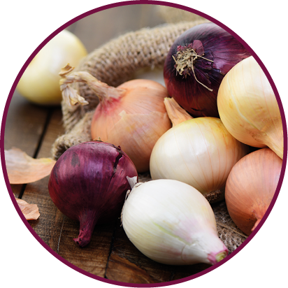 Das Bild zeigt eine Auswahl verschiedener Zwiebelsorten, die aus einem groben Jutesack auf eine h lzerne Oberfl che herausrollen. Die Zwiebeln unterscheiden sich deutlich in Farbe und Form: Zu sehen sind rote, wei e, gelbe und braune Exemplare. Die rote Zwiebel sticht mit ihrer tiefvioletten Schale hervor, w hrend die wei en Zwiebeln besonders hell und glatt wirken. Die gelben und braunen Zwiebeln haben warme, erdige T ne und erg nzen das Farbspektrum harmonisch. Einige Zwiebelschalen liegen lose daneben, was dem Bild eine nat rliche und leicht rustikale Atmosph re verleiht. Die Kombination aus Naturmaterialien wie Holz und Jute unterstreicht den l ndlichen, authentischen Charakter der Szene. Insgesamt vermittelt das Bild ein Gef hl von Frische, Vielfalt und Bodenst ndigkeit.