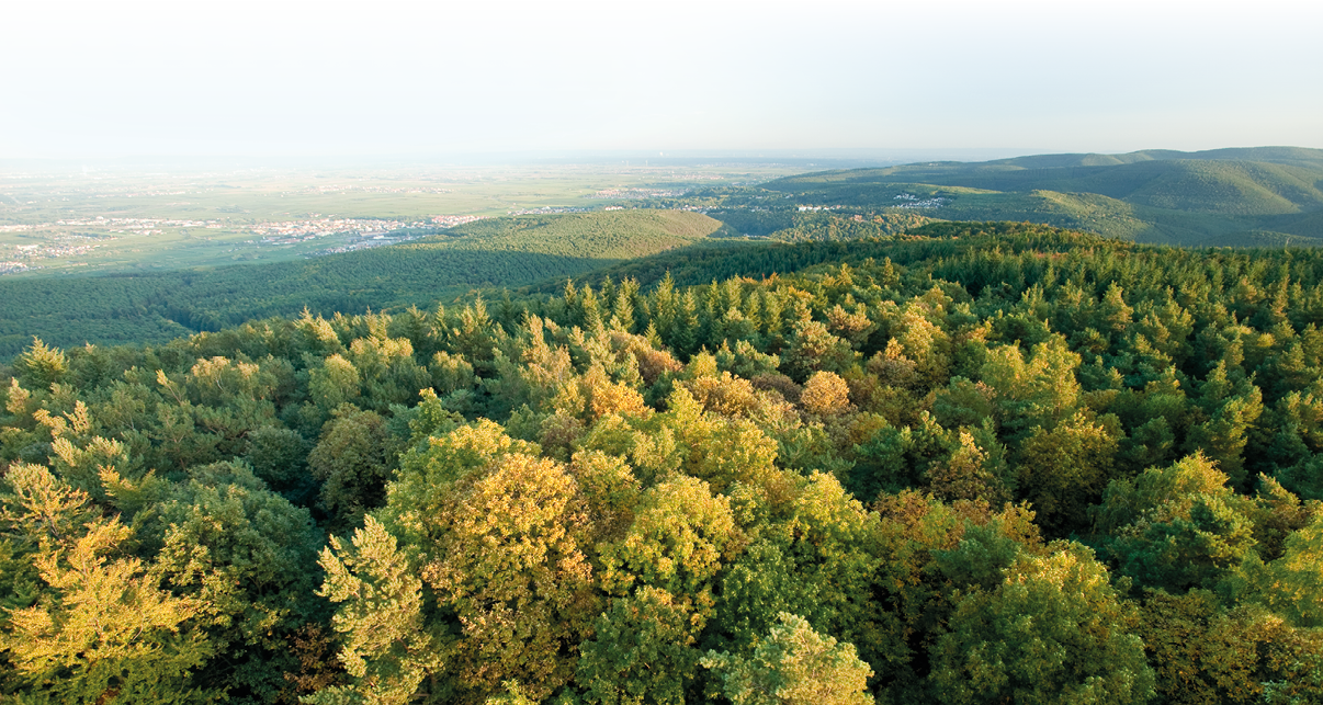 Der Bismarkturm bei Bad D rkheim am Pf lzer Weinsteig bietet eine herrliche Fernsicht ber die W lder und Weiten der Pfalz.Der „Pf lzer Weinsteig“, der an der Burgruine Neuleiningen startet und wie der Waldpfad nach Schweigen-Rechtenbach f hrt, ist mit 153 Kilometern und mit mehr als 12.000 Metern An- und Abstiegen der l ngste und anspruchsvollste der Pf lzer Wege. Der Weg verbindet die zwei herausragenden Charakteristika der Pfalz: Wald und Wein. Die Strecke am Rand des Haardt-Gebirges ist ges umt von Burgruinen und schmucken Weind rfern und bietet eindrucksvolle Aussichten in die Rheinebene. Der Wechsel von vertr umten Waldpfaden und sonnigen Etappen im Weinland sorgt f r den Reiz dieses Weges.