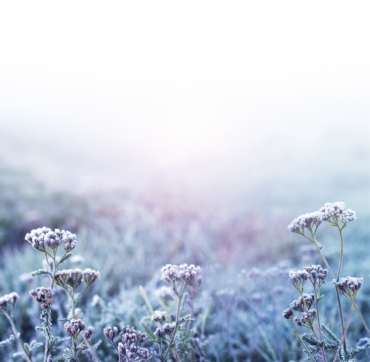 Das Foto zeigt eine frostige Wiesenlandschaft in sanften, k hlen Farbt nen. Im Vordergrund stehen mehrere zarte Wildblumen mit kleinen Bl tenst nden, die vollst ndig von einer d nnen Eisschicht berzogen sind. Die kristallartige Frostschicht l sst die Pflanzen wei lich gl nzen. Der Hintergrund ist weich und verschwommen, in hellblauen und blassvioletten Nuancen. Dort hebt sich eine helle Lichtquelle ab – vermutlich die Sonne –, die ged mpft durch Nebel oder Dunst scheint und das gesamte Bild in ein ruhiges, winterliches Leuchten taucht. Die Szene wirkt still, kalt und friedlich.