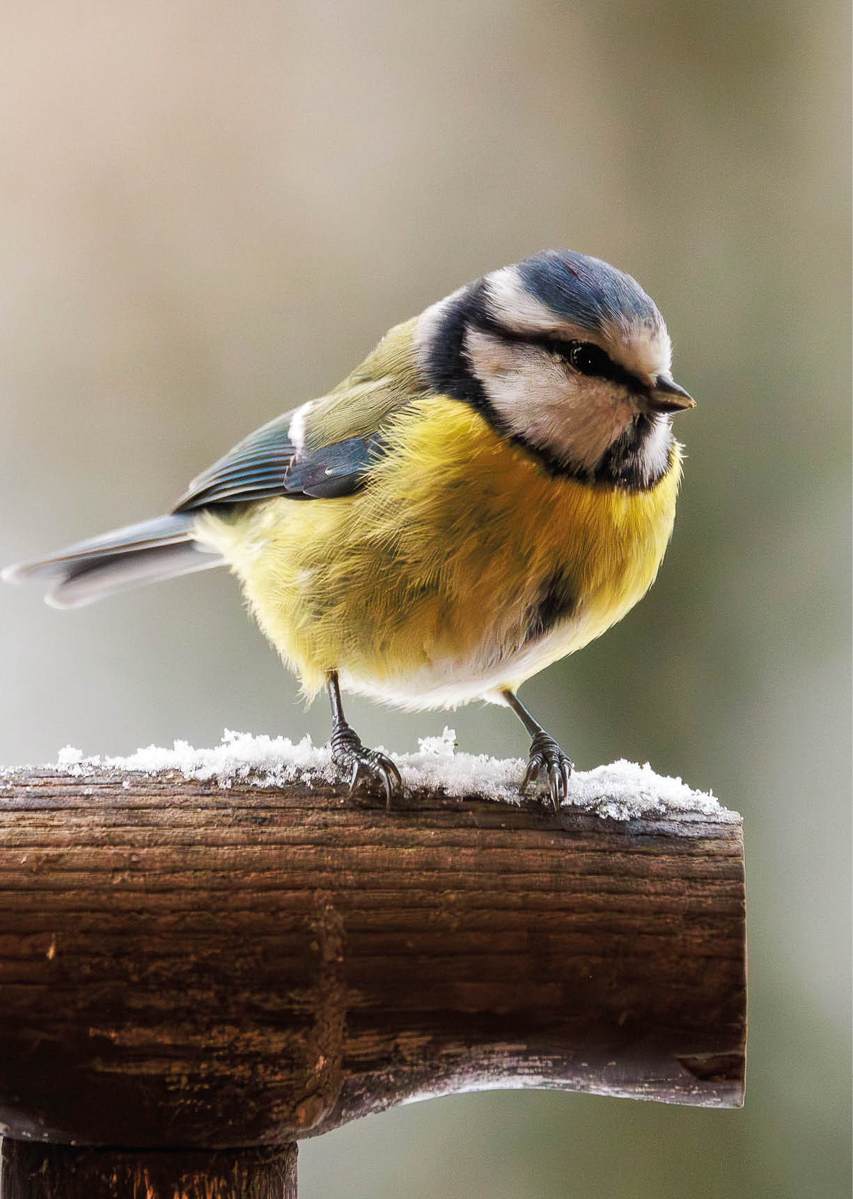 Blaumeise sitzt auf einem schneebedeckten Holzgriff vor unscharfem Hintergrund.