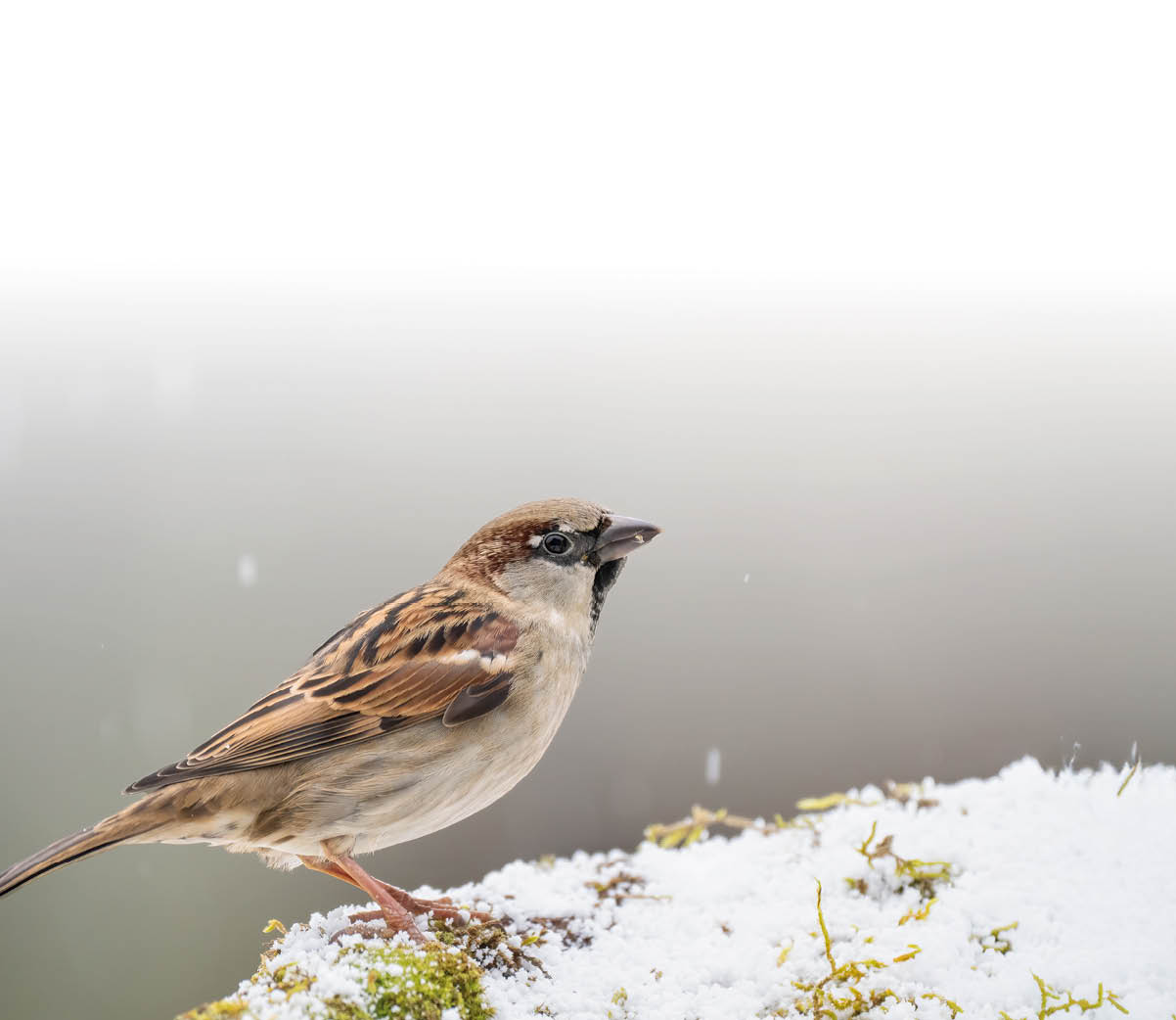 Ein Haussperling mit braun-grauem Gefieder sitzt auf einem schneebedeckten Stein. Der Vogel ist seitlich zu sehen, im Hintergrund ist eine helle, unscharfe Winterlandschaft.