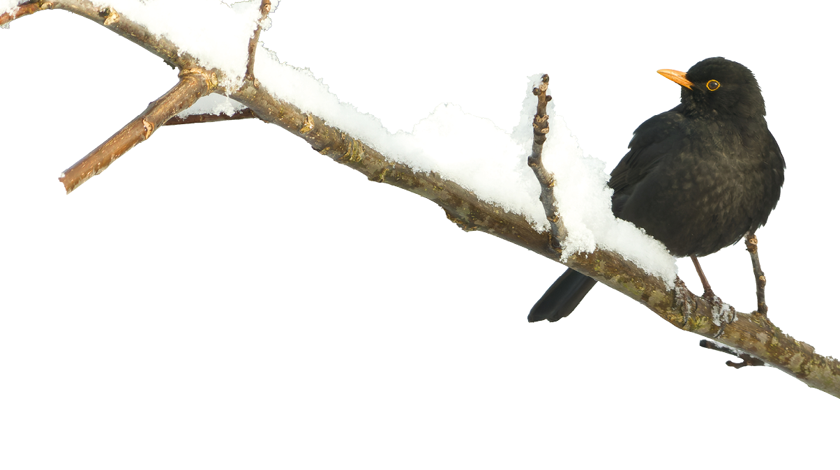 Eine m nnliche Amsel mit schwarzem Gefieder und gelbem Schnabel sitzt auf einem schneebedeckten Ast. Der Vogel ist seitlich zu sehen, der Hintergrund ist hell und unscharf.