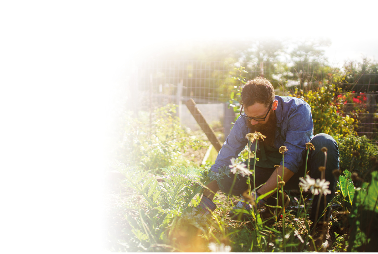 Eine Person kniet in einem Gartenbeet und arbeitet mit den H nden an Pflanzen. Neben ihr liegt ein gef llter Papiersack, im Hintergrund sind ein Zaun und weitere Pflanzen zu sehen, beleuchtet von Sonnenlicht.