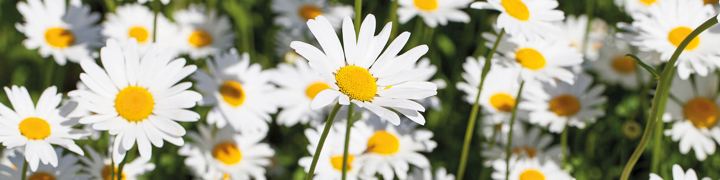 Mehrere wei e Margeriten mit gelben Bl tenmitten stehen dicht beieinander auf einer gr nen Wiese. Die Blumen sind unterschiedlich hoch, einige im Vordergrund scharf, andere im Hintergrund leicht unscharf.
