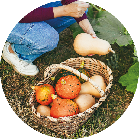 Eine Person kniet im Gem segarten und h lt einen hellen K rbis in der Hand. Neben ihr steht ein geflochtener Korb mit mehreren K rbissen in verschiedenen Formen und Farben, umgeben von gro en gr nen K rbisbl ttern.