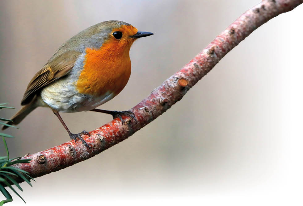 Rotkehlchen sitzt auf einem Ast neben gr nen Nadeln
