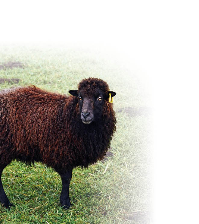 Schwarzes Schaf mit gelbem Ohranh nger steht auf gr nem Gras