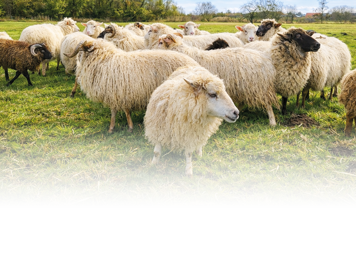 Gruppe von Schafen mit unterschiedlicher Fellfarbe auf einer gr nen Wiese, im Hintergrund B ume und ein Hund