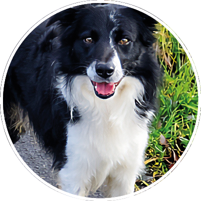 Ein schwarz-wei er Hund steht auf einem Asphaltweg neben Gras