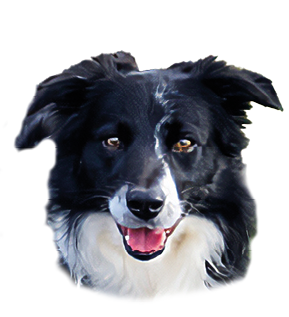 Ein schwarz-wei er Hund steht auf einem Asphaltweg neben Gras