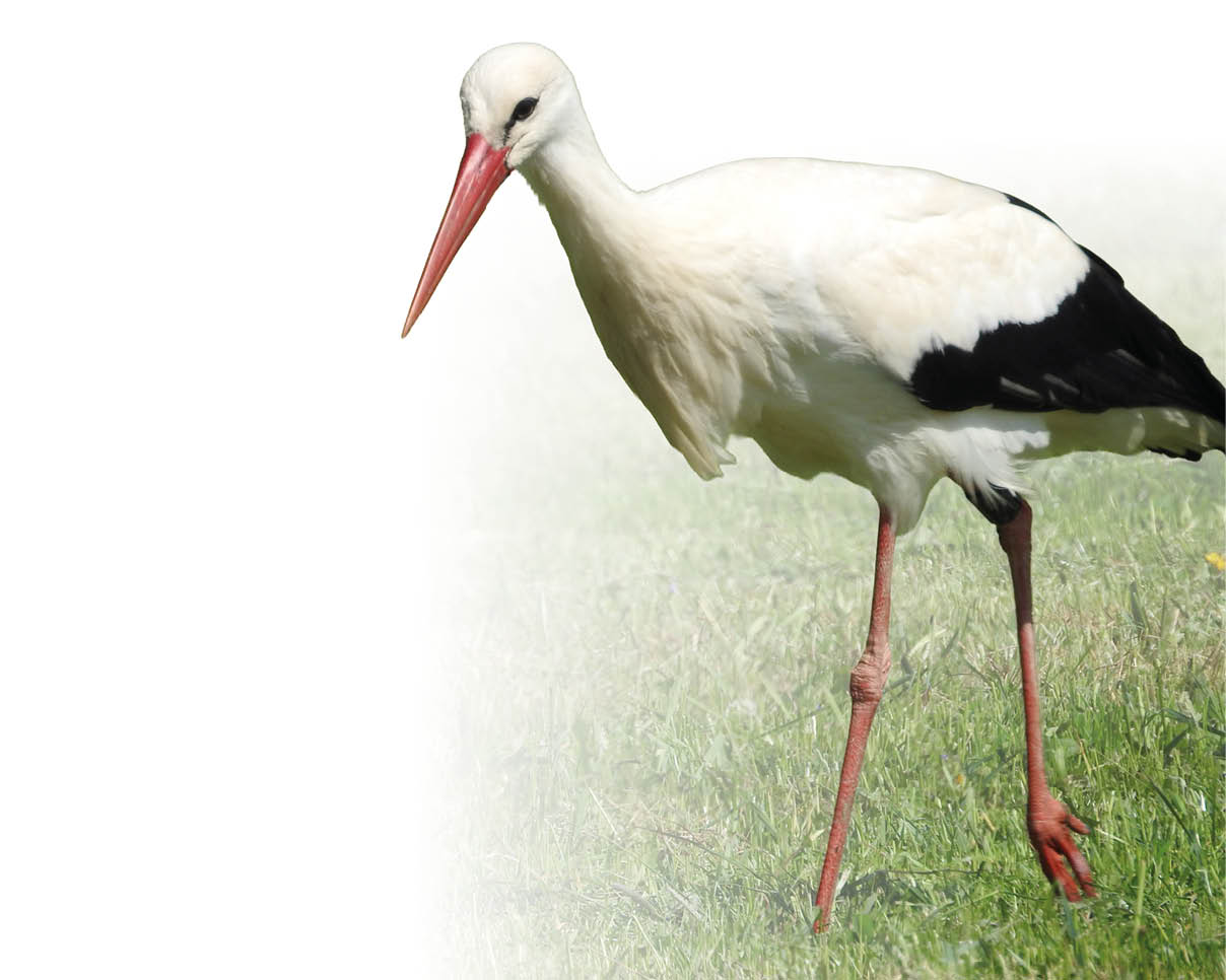 Ein Wei storch schreitet ber eine Wiese.