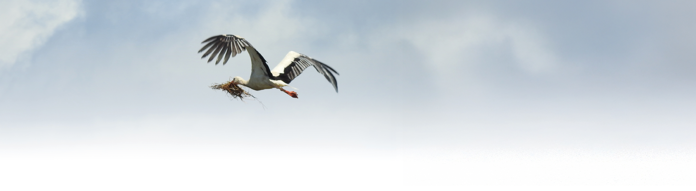 Wei storch im Flug. Der Storch tr gt Zweige im Schnabel f r den Nestbau.
