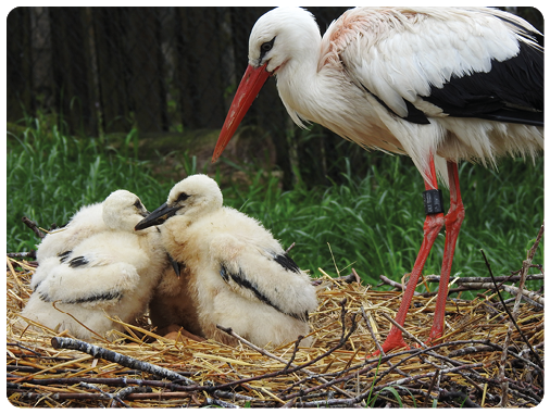 Ein ausgewachsener Wei storch k mmert sich um zwei K ken, die im Nest hocken.