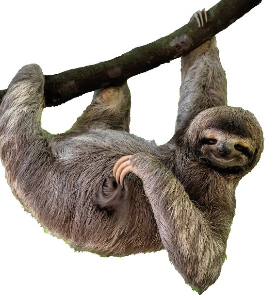 Ein Faultier h ngt im Baum und schaut in Richtung Kamera.