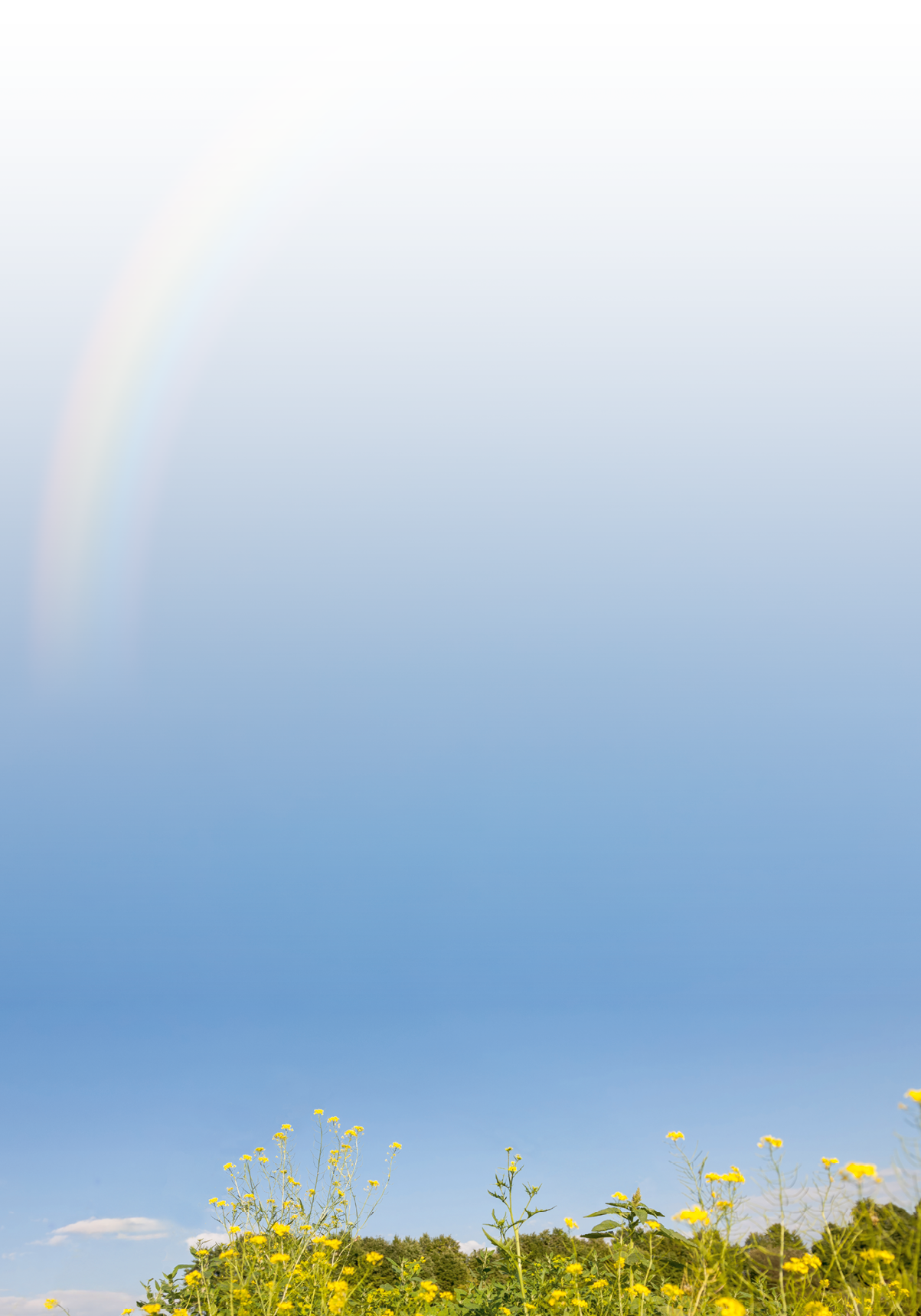 Ein Regenbogen w lbt sich ber einen klaren, blauen Himmel. Im unteren Bildbereich stehen gelbe Wildblumen vor einer Baumreihe.