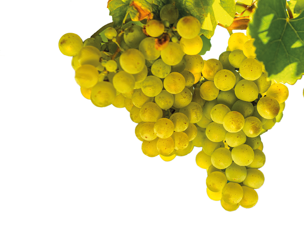 Das Bild zeigt mehrere dicht gewachsene Trauben mit hellgr nen, reifen Weintrauben, die an einem Weinstock h ngen. Die runden Trauben sind prall und leicht durchscheinend, einige weisen kleine br unliche Punkte auf. Sie h ngen in mehreren gro en Traubenb scheln von einem kr ftigen, braunen Rebstamm herab. Umgeben sind sie von gro en, gr nen Weinbl ttern, durch die warmes Sonnenlicht scheint. Das Licht erzeugt helle, gelblich-gr ne Reflexe auf den Trauben und Bl ttern. Der Hintergrund ist unscharf und besteht aus weiteren gr nen Bl ttern und Lichtflecken, was den Eindruck eines sonnigen Tages in einem Weinberg vermittelt.