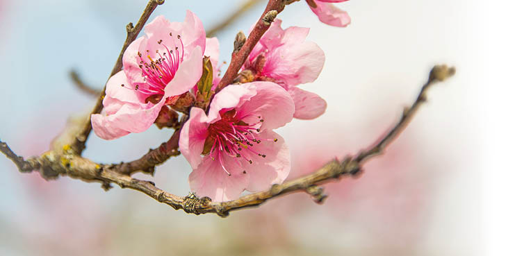 Zweig mit mehreren ge ffneten rosa Bl ten vor unscharfem Hintergrund