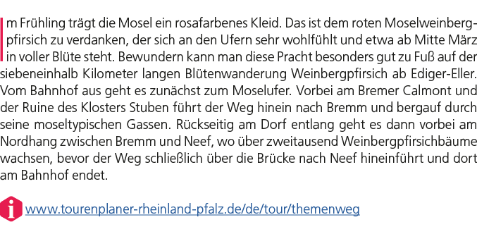 Im Fr hling tr gt die Mosel ein rosafarbenes Kleid. Das ist dem roten Moselweinbergpfirsich zu verdanken, der sich an...
