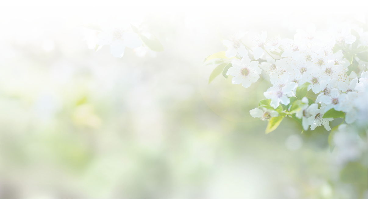 Sunny spring time with white cherry blossoms for a background 