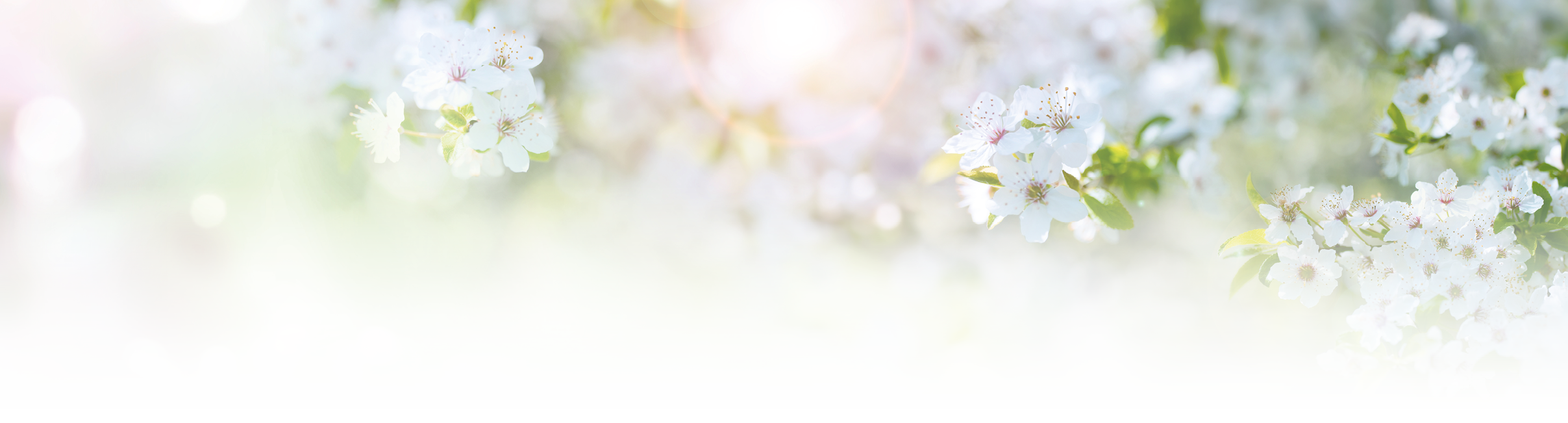 Kirschbl ten verschwimmen leicht im Hintergrund. Die Szene wirkt fr hlingshaft.