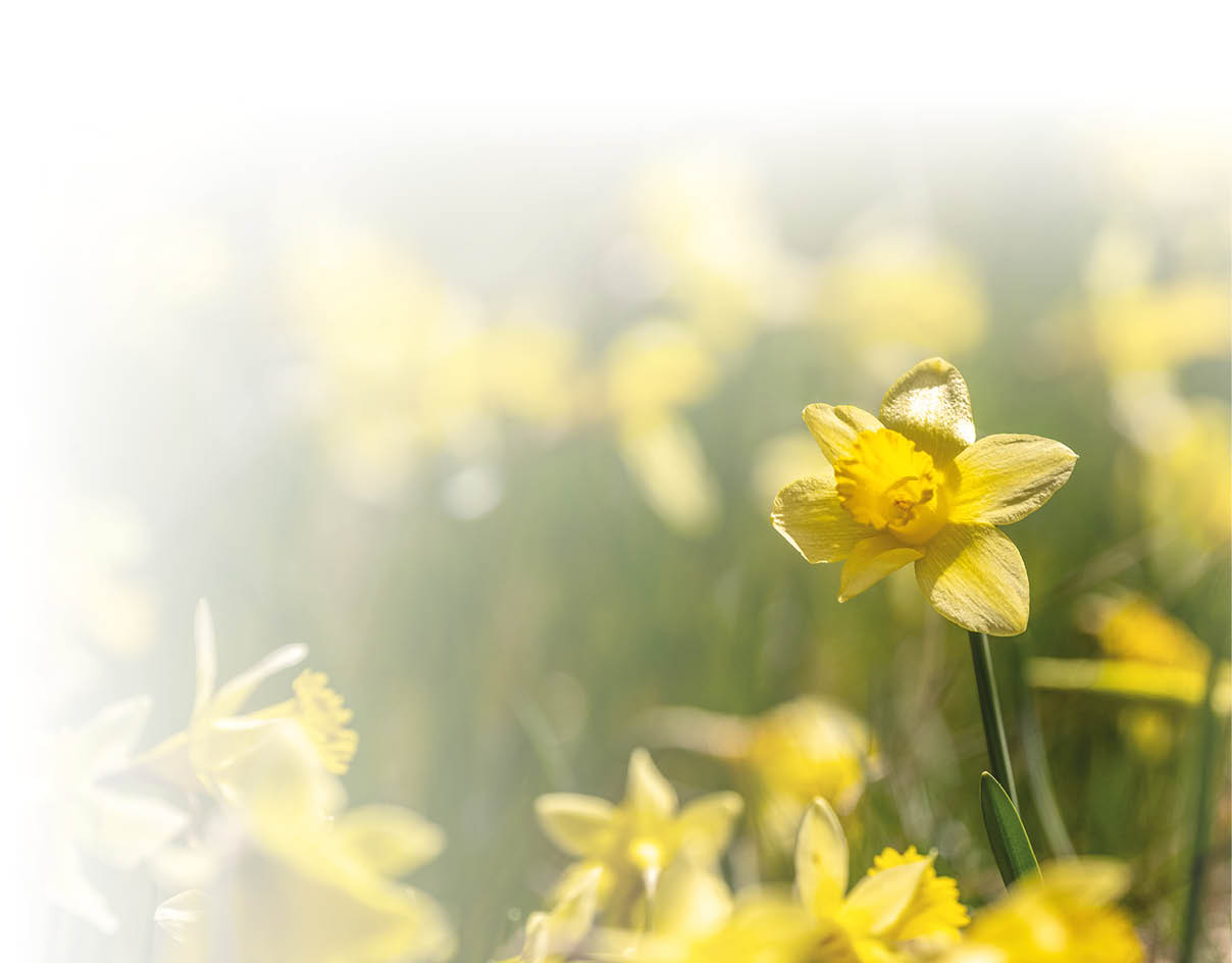 Narzissenbl te in Nahaufnahme.