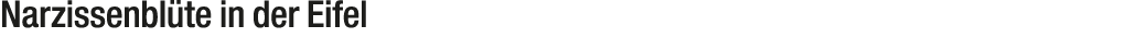 Narzissenbl te in der Eifel