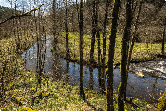 Ges umt von einem Narzissenmeer und schmalen B umen schl ngelt sich ein Bachlauf durch ein Waldst ck.
