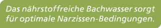 Das n hrstoffreiche Bachwasser sorgt f r optimale Narzissen Bedingungen.