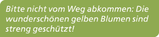 Bitte nicht vom Weg abkommen: Die wundersch nen gelben Blumen sind streng gesch tzt!