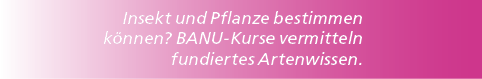 Insekt und Pflanze bestimmen k nnen? BANU Kurse vermitteln fundiertes Artenwissen.