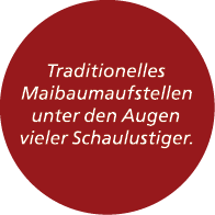 Traditionelles Maibaumaufstellen unter den Augen vieler Schaulustiger.