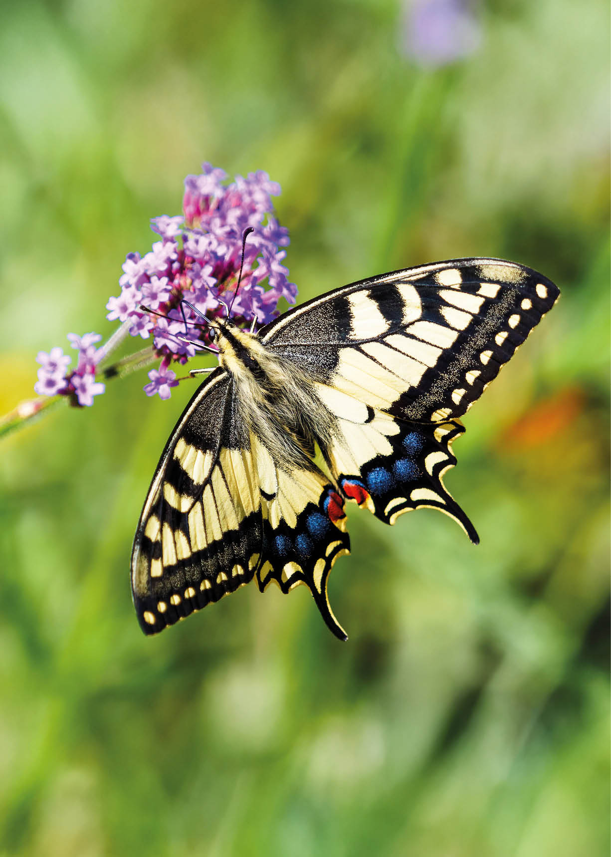 Auf dem Foto sitzt ein gro er Schwalbenschwanz‑Schmetterling in Nahaufnahme seitlich auf einer schlanken, lila Bl tenrispe. Die Fl gel sind weit ge ffnet und zeigen ein auff lliges Muster: hellgelbe Grundfarbe mit breiten, schwarzen Zeichnungen entlang der Fl gelr nder und markanten schwarzen Binden. Am unteren Fl gelrand sind zwei kleine, leuchtend blaue Flecken sowie zwei rote Tupfer sichtbar. Die Hinterfl gel enden in charakteristischen, sichelf rmigen Schwanzforts tzen. Der Schmetterling greift mit seinen d nnen Beinen an der Bl te; sein K rper ist behaart und dunkel, der Proboscis ist zur Bl te hin ausgestreckt. Die Bl ten sind klein, traubenf rmig und in hellem Violett gehalten. Der unscharfe Hintergrund besteht aus gr nen Pflanzenstengeln und sorgt daf r, dass der Schmetterling und die Bl te deutlich hervorstechen. Die Bildwirkung ist ruhig und detailliert, geeignet, die Form, Farben und die N he des Tieres zur Pflanze zu vermitteln.